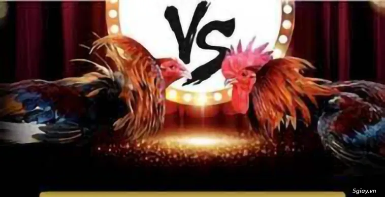 Tham Gia Cá Cược Đá Gà BJ88 Nhận Ngay Thưởng Lớn Hấp Dẫn Mỗi Ngày