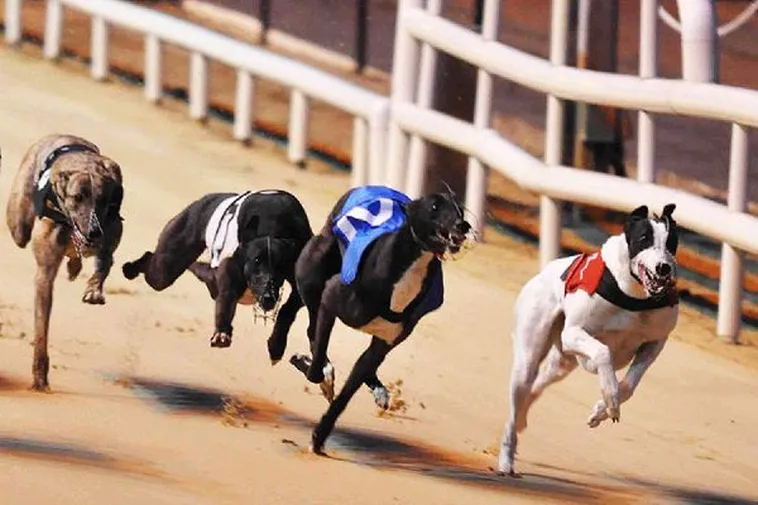 Chiến Thuật Chơi Game Nhanh Đua Chó Tại BJ88 Luôn Thắng